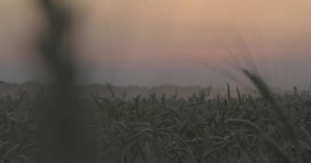 航空写真 現代の組み合わせ収穫機は 日没時に畑で小麦作物を収集します フィールドでの作業を組み合わせます 食品産業 収穫小麦畑農業農作物ライ麦大麦農家収穫 ロイヤリティフリーストック映像