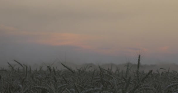 航空写真 現代の組み合わせ収穫機は 日没時に畑で小麦作物を収集します フィールドでの作業を組み合わせます 食品産業 収穫小麦畑農業農作物ライ麦大麦農家収穫 ロイヤリティフリーのストック動画