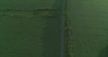 Havadan görünüm. Modern birleştirmek hasat gün batımında alanda buğday mahsulü toplar. Alanında çalışmayı birleştirir. Gıda endüstrisi. Hasat buğday tarlası tarım tarım ürünleri çavdar arpa tarım çiftçi hasat 