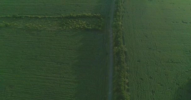 Flygvy Modern Skördetröska Samlar Vetegröda Fält Vid Solnedgången Kombinerar Att Videoklipp