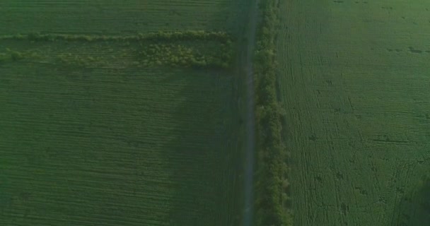 Luftaufnahme Moderne Mähdrescher Sammeln Bei Sonnenuntergang Die Weizenernte Auf Dem Videoclip