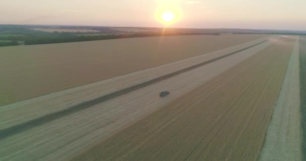 现代联合收割机在日落时分在田间采集小麦作物 结合在现场工作 食品工业 收获小麦田 黑麦大麦农场农民收获 — 图库视频影像