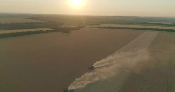 Luchtfoto Modern Combineren Harvester Verzamelt Tarwe Gewas Het Veld Bij — Stockvideo