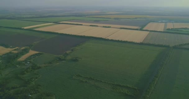 航空写真 現代の組み合わせ収穫機は 日没時に畑で小麦作物を収集します フィールドでの作業を組み合わせます 食品産業 収穫小麦畑農業農作物ライ麦大麦農家収穫 動画クリップ