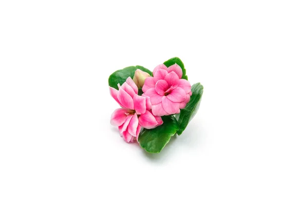 Pink Flower Kalanchoe Leaf — Stock Photo, Image