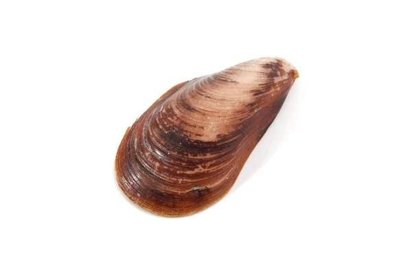 Musselskal Vit Bakgrund — Stockfoto