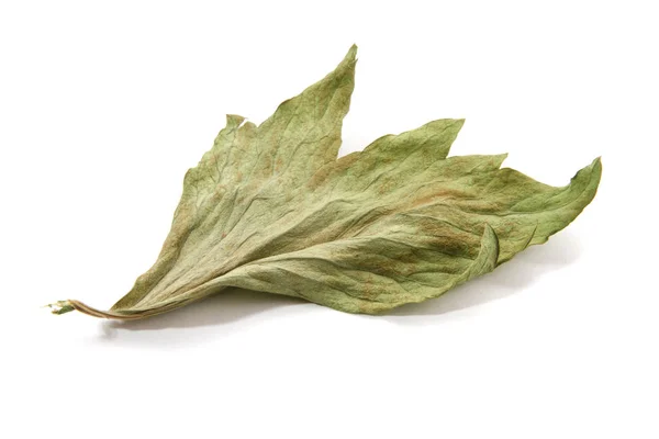Unbroken Leaf Dry Lovage White Background — Stock Photo, Image