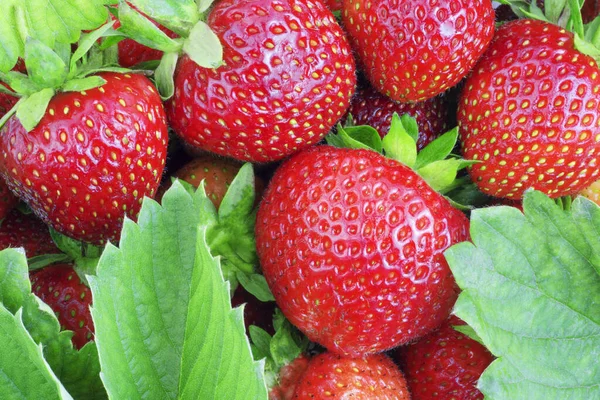 Strawberry Background. Strawberries with leaves. Summer red berry background. Fresh ripe berry.