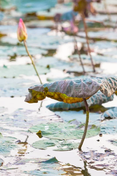 Detalhe Lagoa Ásia Com Folha Planta Água Lótus Outono — Fotografia de Stock