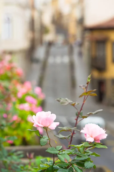 Gentle Blooming Rose Plant Street Background Town Orotava Tenerife Canary — Stock Photo, Image