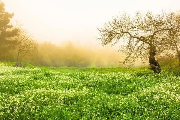 Beautiful Green White Flowering Upland Meadow Trees Morning Dew Orotava — Stock Photo, Image