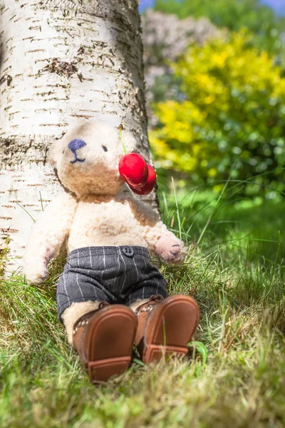 Cute Teddy Bear Leans Birch Tree Enjoy Summer Feeling Two — Stock Photo, Image