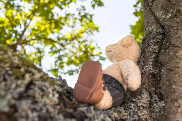 Small Cute Teddy Bear Sitting Branch Big Tree Enjoy Summery — Stock Photo, Image