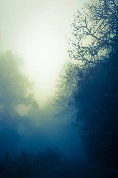 Silueta Árboles Bosque Oscuro Brumoso Misterioso Brillo Brillante Horizonte Espacio — Foto de Stock