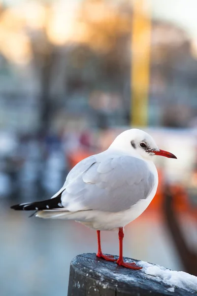 Mewa Stoi Słup Słoneczny Zimno Zimą Małe Miasteczko Port Tło — Zdjęcie stockowe