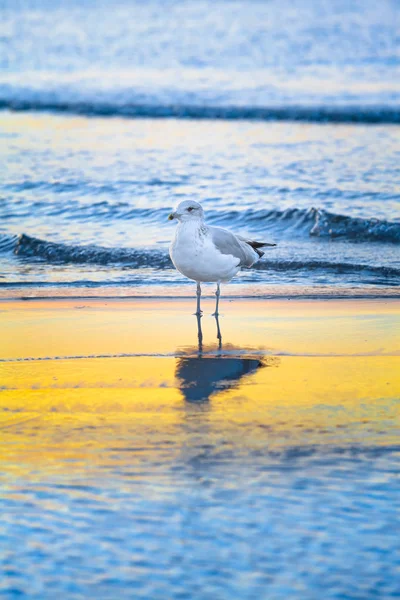 Möwe Steht Flachen Wasser Des Meeres Spiegelung Auf Gelbem Sonnenstand — Stockfoto