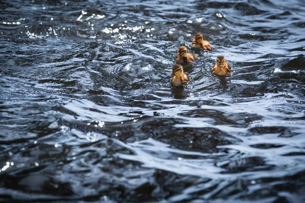 Quatro Pequenos Patinhos Água Ondulada Escura Lago Espaço Cópia — Fotografia de Stock