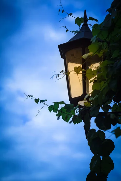 Detalle Linterna Nostálgica Iluminada Con Hojas Plantas Trepadoras Fondo Azul —  Fotos de Stock