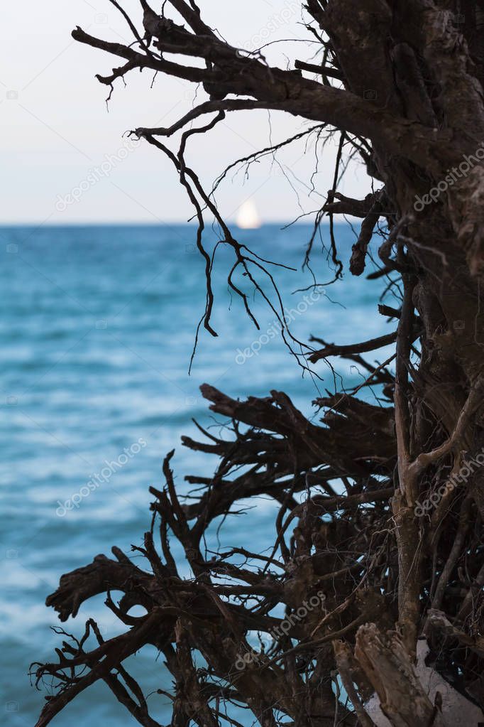 Detail of roots and branches of dead tree down at shore of baltic sea, white sail at water horizon (copy space)