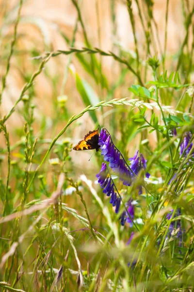 Prachtige Vlinder Zitten Paarse Bloesem Gras Van Zomerse Weide — Stockfoto