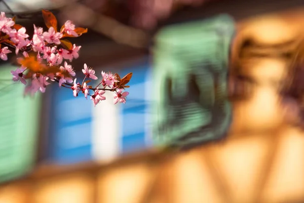 Spring Season Cherry Blossom Tree Detail Window Timber Frame House — Stock Photo, Image