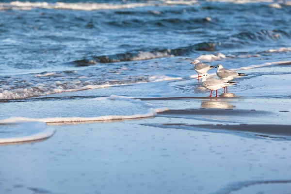 Grupo Gaviotas Orilla Del Mar Báltico Espacio Copia —  Fotos de Stock