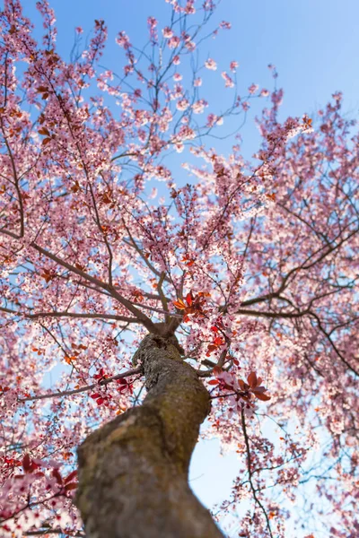 Low Angle View Tall Tree Trunk Branches Full Cherry Blossoms — Stock Photo, Image