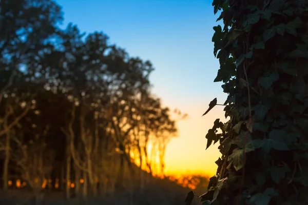 Silhouette Close Leaves Ivy Plant Climbing Tree Trunk Colorful Twilight — Stock Photo, Image