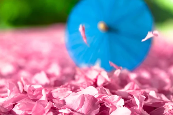 Heap Cherry Blossoms Falling Petals Asian Park Background Blue Parasol — Stock Photo, Image