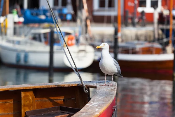 Große Möwe Steht Auf Schiffsbug Eines Holzbootes Kleinen Hafenhintergrund Kopierraum — Stockfoto