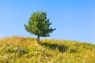 İki küçük ağaçlar güneşli bir günde bir gölge ve doğal kırsal çayırda mavi gökyüzü gibi birbirine yakın (kopya alanı)