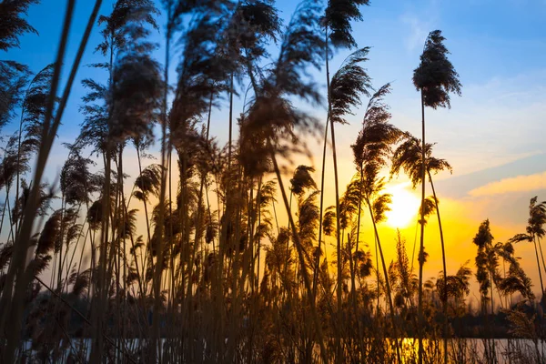 Sunset Sky Pond Silhouettes Tall Reed Grass Mecklenburg Germany — Stock Photo, Image