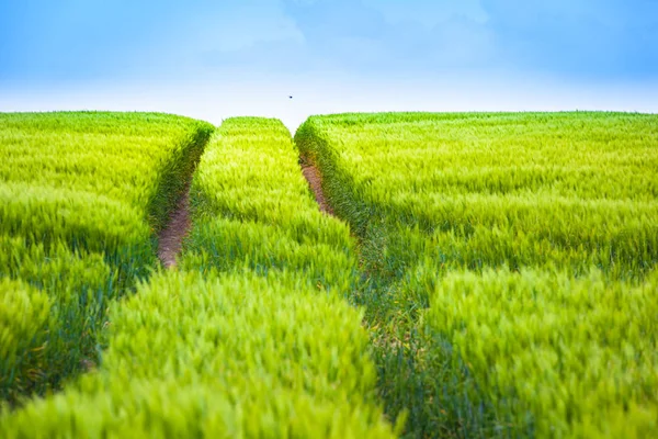 Way Tractor Tracks Straight Horizon Fresh Green Field Grain Swallow — Stock Photo, Image