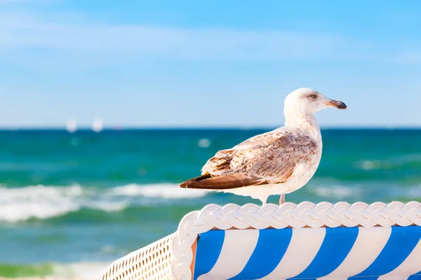 Seagull Toppen Holiday Beach Chair Som Utkik Östersjön Kopiera Utrymme — Stockfoto