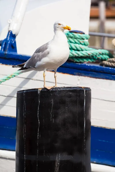 Piękny Portret Seagull Metalowym Stanowisku Przed Szczegółami Łodzi Porcie Kopiuj — Zdjęcie stockowe