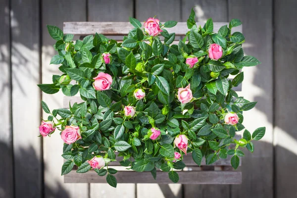 Pots Fresh Flowering Roses Shabby Pale Wooden Stool Terrace — Stock Photo, Image