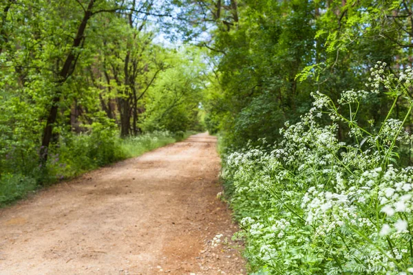 Wilde Kervel Plant Rechte Onverharde Weg Door Het Bos Kopieer — Stockfoto