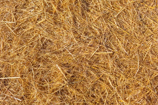 Dry Golden Straw Stalks Background — Stock Photo, Image