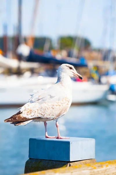 Mås Porträtt Vid Hamnen Piren Pelare Och Yacht Bakgrund — Stockfoto