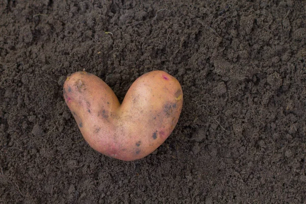 A potato is like a heart on earth. Favorite vegetable.