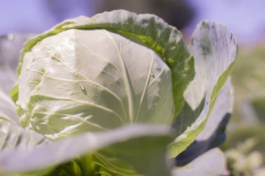 Çiy damlalarıyla güneşin altında bir lahana başı.