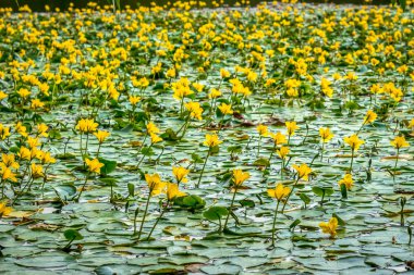 Nymphoides peltata saçaklı bir nilüfer, sarı yüzen kalp, yüzen yaprakları ve Menyanthaceae ailesinden sarı çiçekler ile çok yıllık bir su bitkisidir. Çiçekli bir bitki ile büyümüş cevherin yüzeyi.