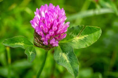 Yonca çayır, ya da kırmızı yonca (lat. Trifolium pratnse) - baklagil ailesinden bir bitki (Fabaceae). Bitki yenilebilir, tıbbi. Yem bitkisi olarak yetiştirilen.