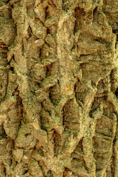 Cork Tree Bark Textur — Stockfoto
