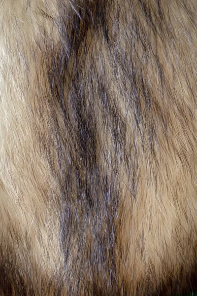 The texture of natural fur. Ferret skin, dark ridge on light fur. Natural color.