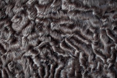 Astrakhan. Doğal kürk. Gri-kahverengi renk, açıklığa kavuştu. Doku.