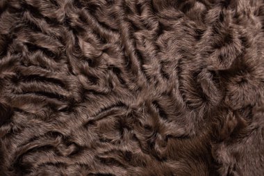 Astrakhan. Doğal kürk. Doğal kahverengi renk. Doku.