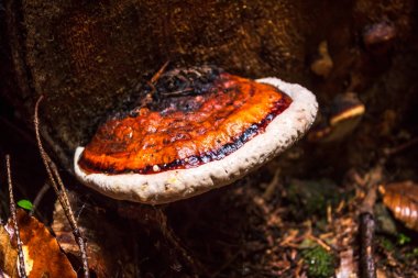 Lingzhi mantarı Ganoderma cinsine ait çok gözenekli bir mantardır. Güzel bir cilalı şapkası var. Bu kanser tedavisinde tıpta kullanılır.