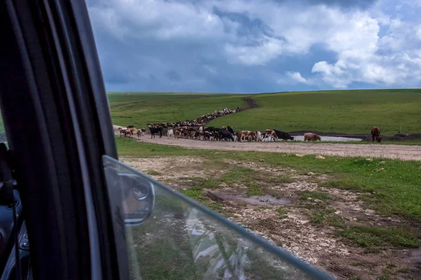 Eine Herde Kühe Beim Tränken Der Blick Aus Dem Autofenster — Stockfoto