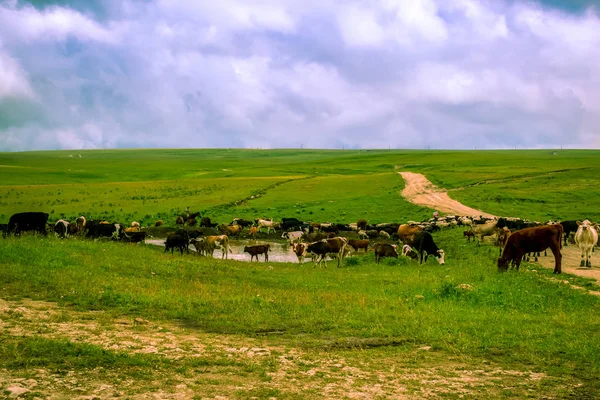 Una Manada Vacas Lugar Riego Pasto Verano Foto Con Tonificación Fotos De Stock Sin Royalties Gratis